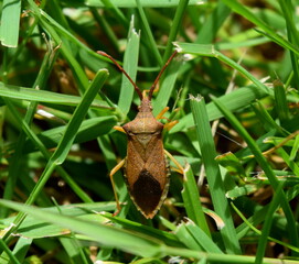 Brown shield bug