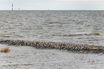 gulls and waterfowl on a breakwater on the north sea beach wadden sea cuxhaven