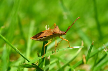 Brown shield bug