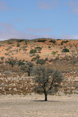 Tree and Black-backed Jackal scenic in the Kgalagadi