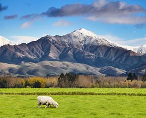Beautiful New Zealand landscape - 510401271
