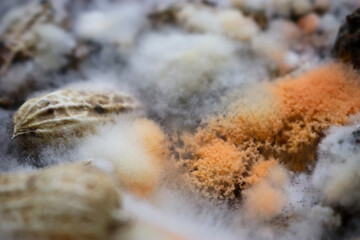 Abstract close up of moldy peanut.