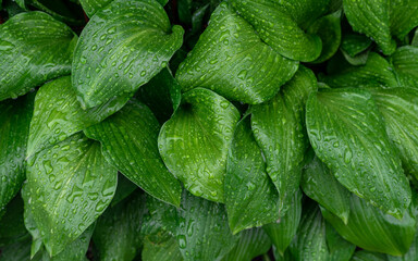 Close-up of large green leaves covered with rain water drops outdoors