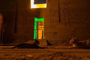 Cats lying in front of the light show in Philae temple in Assuan, Egypt