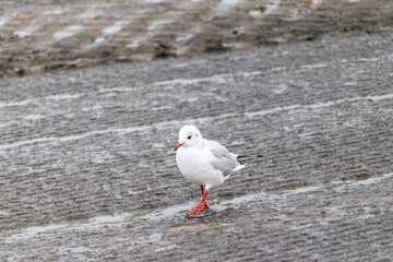 a little gull is walking on the north sea shore