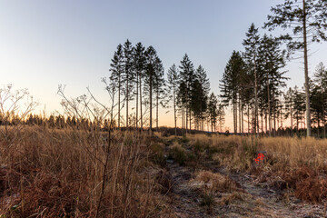 piece of forest during late winter in german eifel