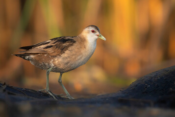 Little crake bird ( Porzana parva ) - female