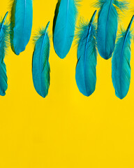 Beautiful collection blue feather on yellow background