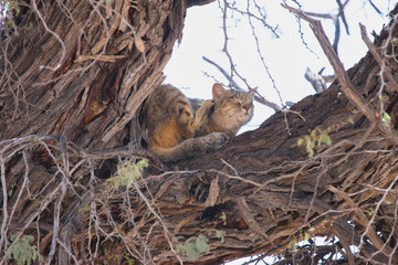African Wildcat in a tree in the Kgalagadi