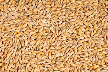 Background or texture of Unpeeled barley grains