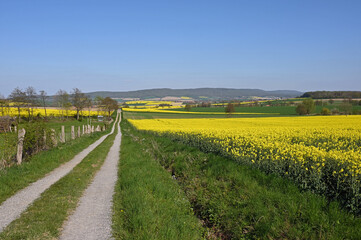 Landschaft in Schaumburg mit bl&uuml;henden Rapsfeldern