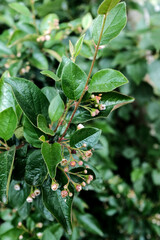 A branch of a bush with green leathery leaves and unopened buds