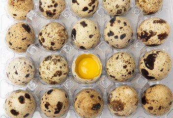 Quail eggs in a plastic package isolated on a white background.Organic food. Place for text. fresh eggs