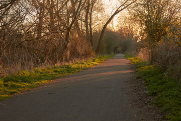 Pathway through a nature reserve in golden evening sunlight