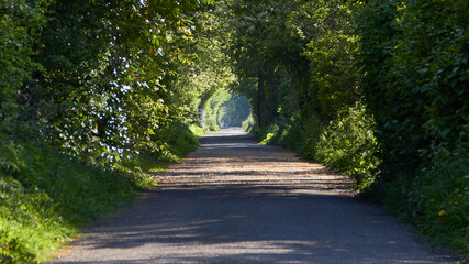Path through a nature reserve in springtime sunlight