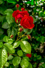 red roses in their natural habitat, in full bloom at close range	