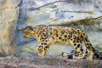 leopardo delle nevi sulle rocce