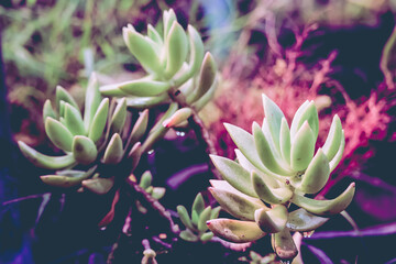 Succulent Echeveria Plant Nature