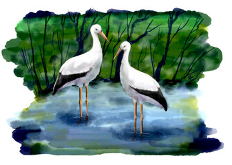 Two white storks on the lake. Digital illustration with watercolor imitation.