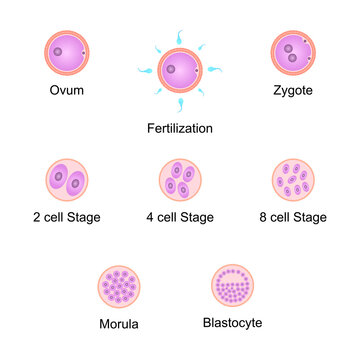 Scientific Designing of Human Embryo Development. Colorful Symbols. Vector Illustration.