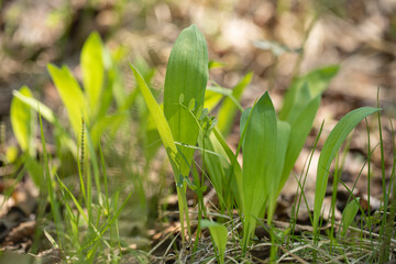 Leaves of wild forest garlic in the forest. Wild garlic crop grows wild in a meadow in the spring undergrowth close-up. Bear bow.