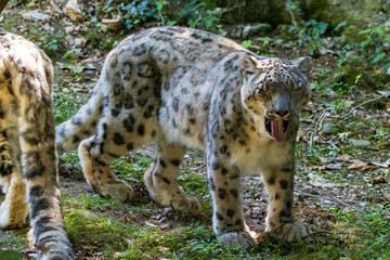 leopardo delle nevi