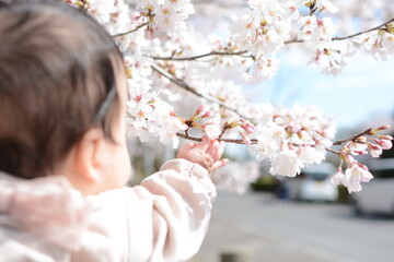 桜