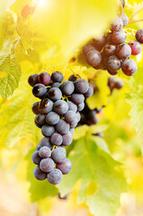 Blue grape cluster on vine closeup photo