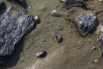 Fototapeta na wymiar A seashell immersed in the water on the beach.