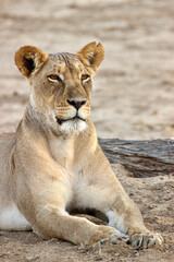 Lioness in the Kgalagadi