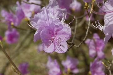 Spring flowers, full bloom of azaleas. Azalea flowers to mark the beginning of spring. Flowers...