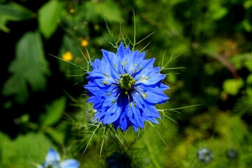 Nigelle de Damas