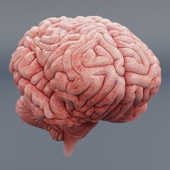 Realistic 3D Render of Human Brain