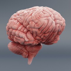 Realistic 3D Render of Human Brain