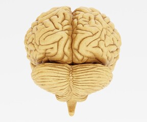 Realistic 3D Render of Human Brain