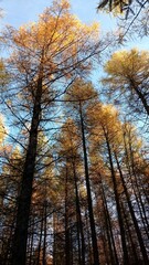 Larches in autumn