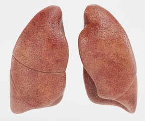 Realistic 3D Render of Lungs