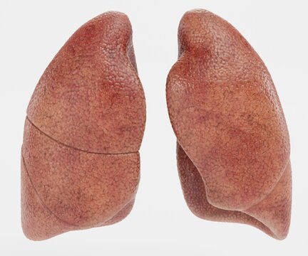 Realistic 3D Render of Lungs
