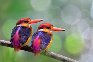 fascinated pair of colorful bird together on branch in breeding season with dirt on its beaks from nest building jobs, oriental dwarf kingfisher (black-backed)