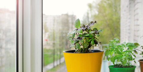 Basil plant in yellow pot on the glazed balcony on a sunny day. Growing aromatic herbs at home....