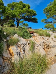pine tree on the beach