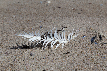 Reidensee nature reserve near the Baltic resort of Kühlungsborn.