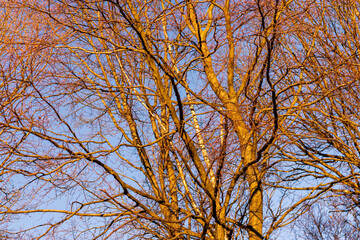 sunrise in late winter in a piece of eifel forest germany