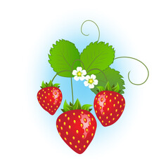 Strawberry plant with ripe strawberries and flowers on blue background. EPS10 vector format.