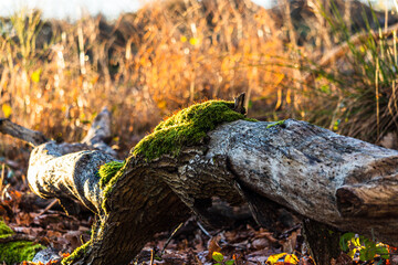Obraz premium moss in a wintry sunrise in a forest