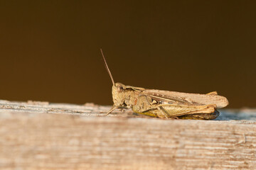 Grashüpfer Weibchen aus der Chorthippus biguttulus-Gruppe	