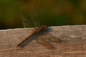 Große Heidelibelle (Sympetrum striolatum) Weibchen	