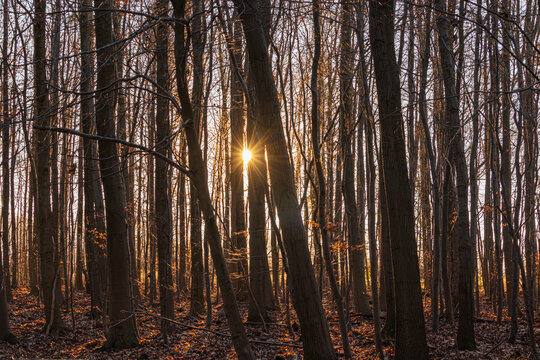 sunrise in late winter in a piece of eifel forest germany
