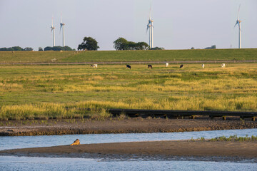 A sunbathing seal and cows grazing in the background in Langwarder Groden/Germany on the North Sea
