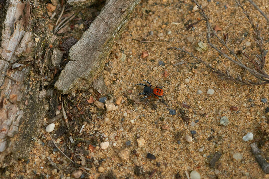 Rote R&ouml;hrenspinne (Eresus kollari)	